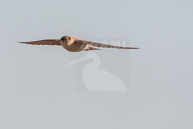 Pale Crag Martin (Ptyonoprogne obsoleta) in flight during spring in Israel. stock-image by Agami/Marc Guyt,