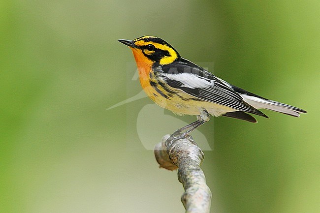 Adult male breeding
Summit Co., OH
May 2007 stock-image by Agami/Brian E Small,