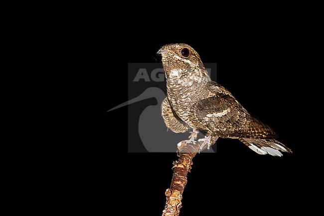 European Nightjar (Caprimulgus europaeus), adult perched during the night on a branch seen on the breast. stock-image by Agami/Saverio Gatto,