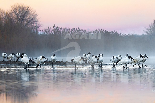 Sacred Ibis (Threskiornis aethiopicus) in Italy. stock-image by Agami/Daniele Occhiato,