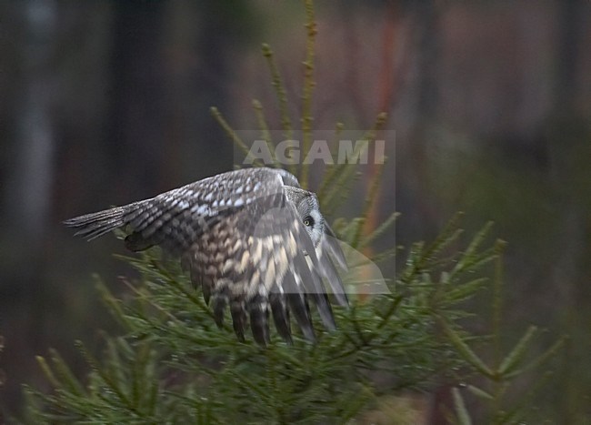 Great Grey Owl adult flying; Laplanduil volwassen vliegend stock-image by Agami/Markus Varesvuo,