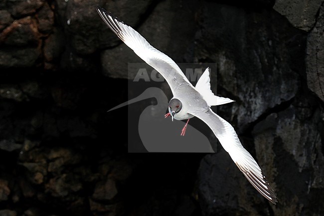Adult Swallow-tailed Gull (Creagrus furcatus) flying in front of a rock on the Galapagos islands, Ecuador. stock-image by Agami/Dani Lopez-Velasco,