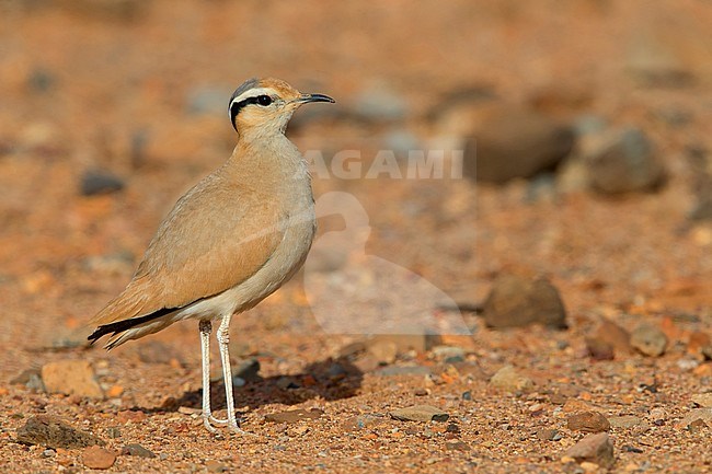 Cream-colored courser, Adult, Boavista, Cape Verde (Cursorius cursor) stock-image by Agami/Saverio Gatto,