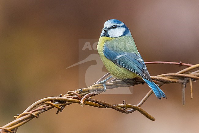 Blue Tit, Cyanistes caeruleus, in Italy. stock-image by Agami/Daniele Occhiato,