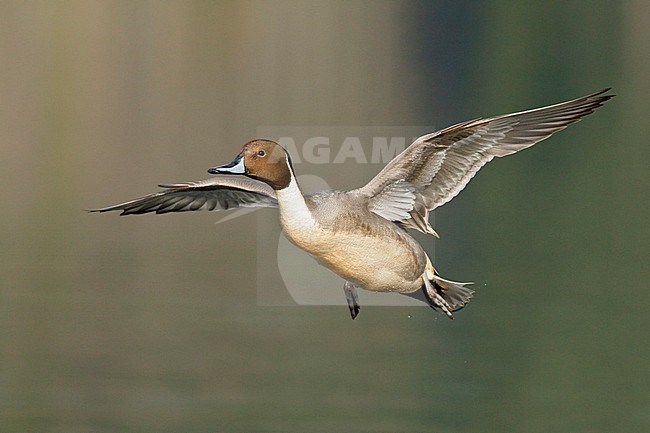 Northern Pintail (Anas acuta) flying in Victoria, BC, Canada. stock-image by Agami/Glenn Bartley,