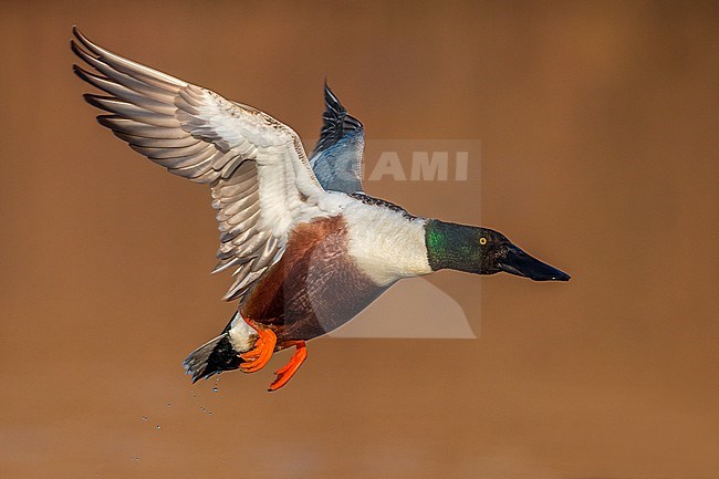 Vliegend mannetje Slobeend; Northern Shoveler male in flight stock-image by Agami/Daniele Occhiato,
