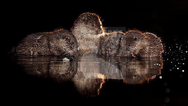 Familiegroep Europese Otters midden in de nacht; Nightly family of Otters (Lutra lutra) stock-image by Agami/Bence Mate,