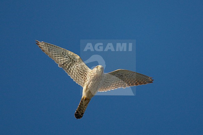 Torenvalk mannetje vliegend; Common Kestrel male flying stock-image by Agami/Jari Peltomäki,