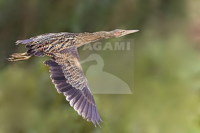 Pinnated Bittern (Botaurus pinnatus)  in El Salvador stock-image by Agami/Dubi Shapiro,