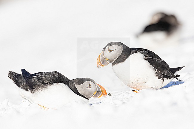  stock-image by Agami/Menno van Duijn,