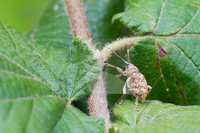 Curculio glandium - Acorn weevil - Gewöhnlicher Eichelbohrer, Germany (Baden-Württemberg), imago stock-image by Agami/Ralph Martin,