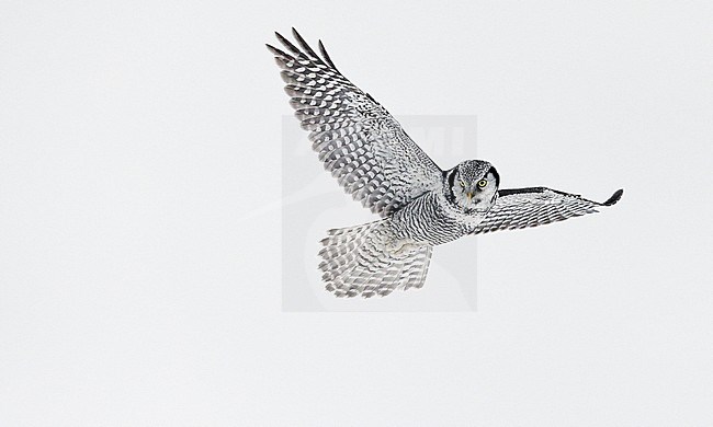 Hawk Owl (Surnia ulula) Kuusamo Finland February 2016 stock-image by Agami/Markus Varesvuo,
