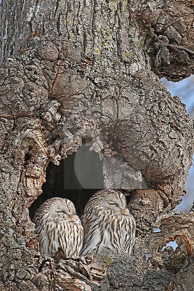 Ural Owl (Strix uralensis japonica) near Kushiro, Hokkaido, Japan. Pair sleeping in tree at their daytime roost. stock-image by Agami/Pete Morris,