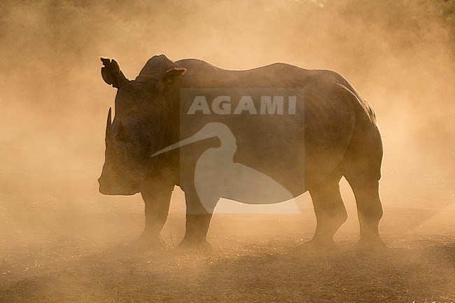 Silhouette of a white rhinoceros, Ceratotherium simum, at sunset in a cloud of dust. Kalahari, Botswana stock-image by Agami/Sergio Pitamitz,