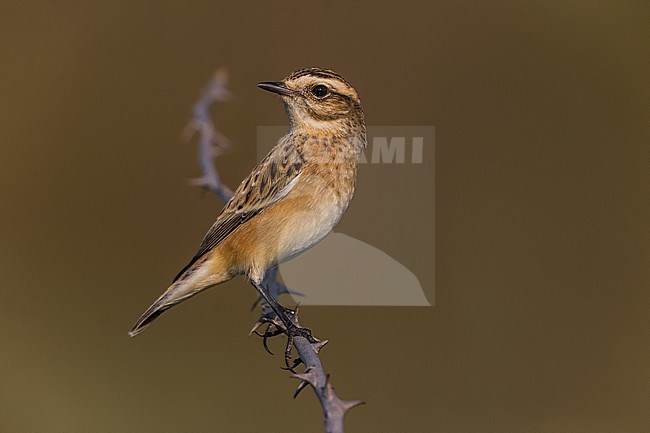 Whinchat, Saxicola rubetra, in Italy. stock-image by Agami/Daniele Occhiato,