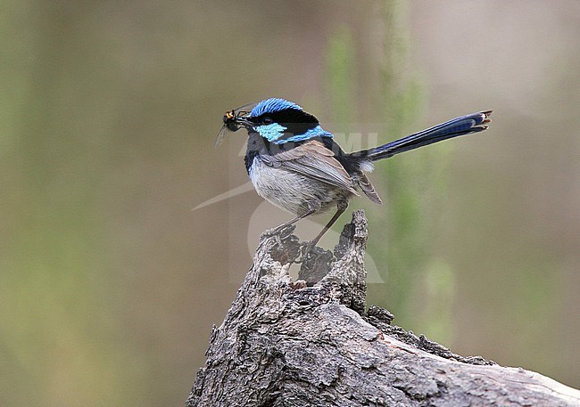 Superb Fairywren (Malurus cyaneus ssp. cyanochlamys) adult male with food stock-image by Agami/Andy & Gill Swash ,
