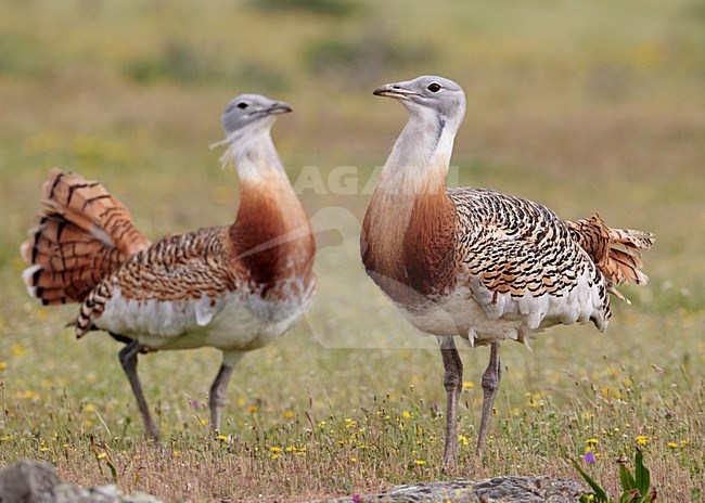 Mannetjes van de Grote trap; Male Great Bustards stock-image by Agami/Markus Varesvuo,