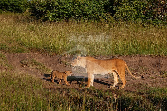 Portrait of a lioness, Panthera leo, with her cub. Masai Mara National Reserve, Kenya. stock-image by Agami/Sergio Pitamitz,