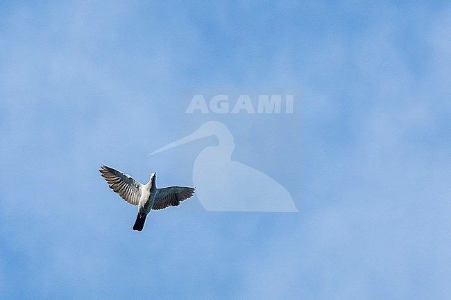Island Imperial Pigeon (Ducula pistrinaria pistrinaria) on Makira island, Solomon islands. Also known as floury imperial pigeon. stock-image by Agami/Marc Guyt,