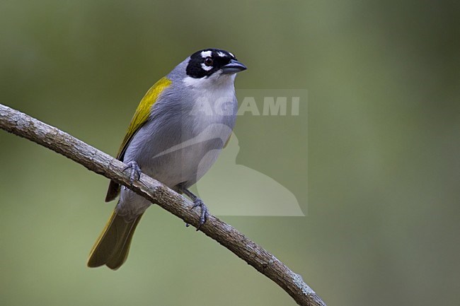 Zwartkruinpalmtangare, Black-crowned Palm-Tanager stock-image by Agami/Dubi Shapiro,