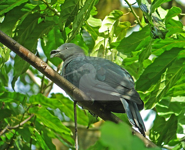 Markiezenmuskaatduif in boom, Marquesan Imperial-Pigeon  in tree stock-image by Agami/Pete Morris,
