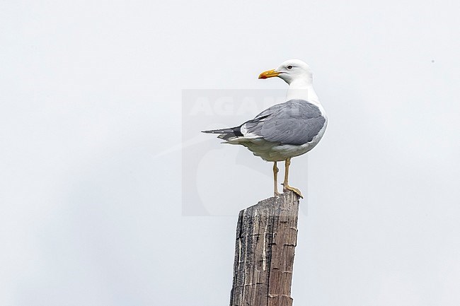 Adult Steppe Gull perched on a post in Rebristyy near Ekaterinburg, Russia. June 12, 2016. stock-image by Agami/Vincent Legrand,
