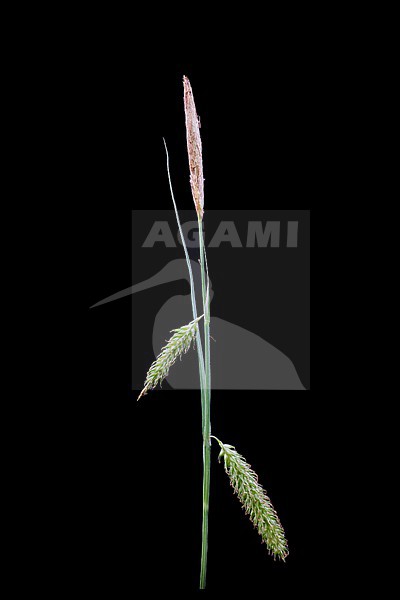 Smooth stalked Sedge, Carex laevigata stock-image by Agami/Wil Leurs,