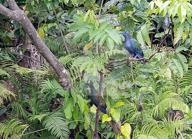 Nicobar Pigeon (Caloenas nicobarica) in Papua New Guinea. Pair of pigeons together. stock-image by Agami/Pete Morris,