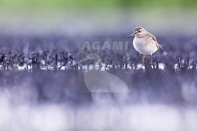 Wood Sandpiper (Tringa glareola) in Italy. stock-image by Agami/Daniele Occhiato,