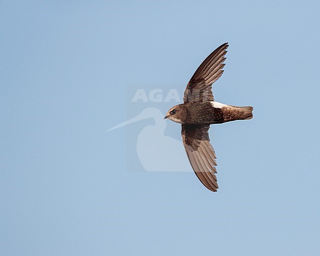 Flying Little Swift (Apus affinis) in Spain. In flight against a blue sky as background. Gliding past. stock-image by Agami/Ran Schols,