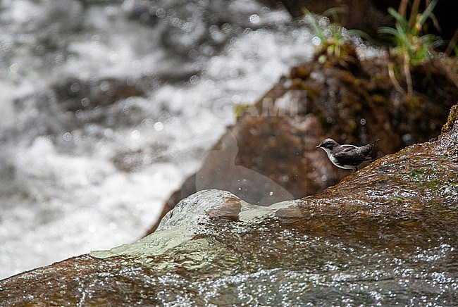 White-capped Dipper, (Cinclus leucocephalus) in fast flowing river on the west slope of the Andes in Ecuador. stock-image by Agami/Marc Guyt,