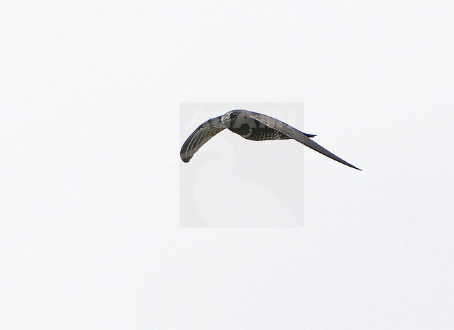 White-chested Swift (Cypseloides lemosi) in Northern Peru. Rare and poorly known. A fairly small swift, all black with variable white patch on chest. stock-image by Agami/Dani Lopez-Velasco,