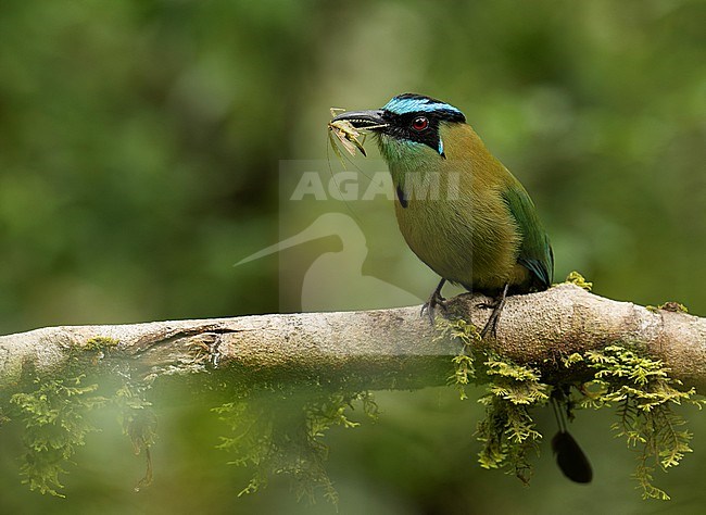 Andean Motmot (Momotus aequatorialis) perched on a branch in Cusco, Peru, South-America. stock-image by Agami/Steve Sánchez,