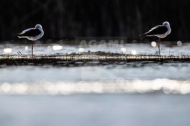 Black-winged Stilt (Himantopus himantopus) in Italy. stock-image by Agami/Daniele Occhiato,