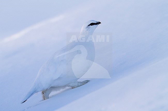 Adult male, in winter plumage, Alps Rock Ptarmigan (Lagopus muta helvetica) in Alp mountains in Germany. stock-image by Agami/Ralph Martin,