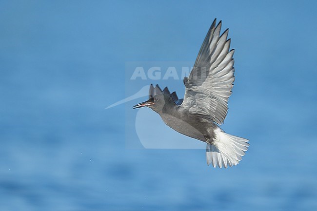 Adult breeding
Kidder Co., ND
June 2020 stock-image by Agami/Brian E Small,