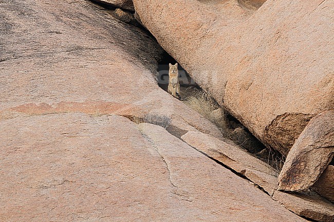 Jungle Cat (Felis chaus) perched between rocks stock-image by Agami/James Eaton,
