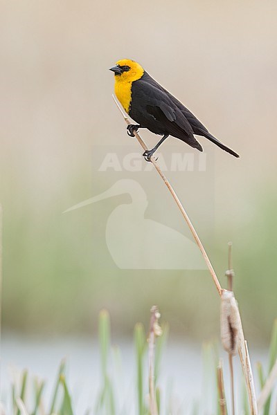 Yellow-headed Blackbird (Xanthocephalus xanthocephalus) in a marsh in Manitoba, Canada stock-image by Agami/Glenn Bartley,