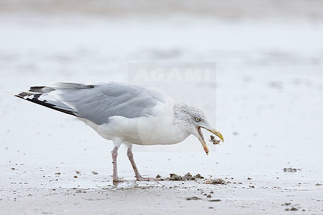  stock-image by Agami/Menno van Duijn,