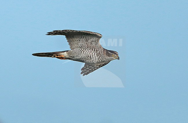 Northern Goshawk, Accipiter gentilis stock-image by Agami/Fred Visscher,