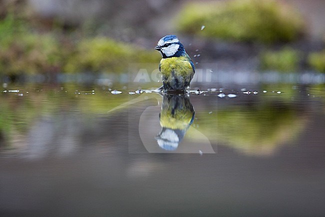 Pimpelmees in waterpoel, Blue Tit in waterpool stock-image by Agami/Wil Leurs,