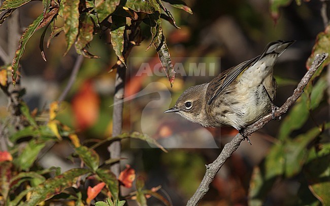 Myrtle Warbler (Setophaga coronata) during autumn migration at Cape May, New Jersey in USA. stock-image by Agami/Helge Sorensen,
