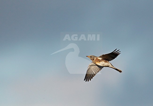 Kramsvogel in de vlucht; Fieldfare in flight stock-image by Agami/Markus Varesvuo,