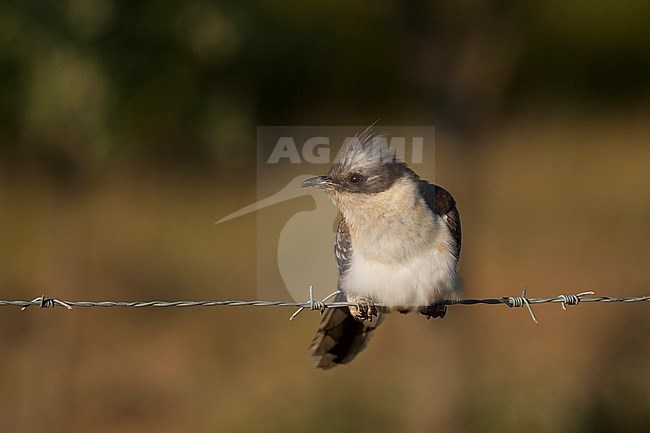 Great Spotted Cuckoo - Häherkuckuck - Clamator glandarius, Portugal, adult stock-image by Agami/Ralph Martin,