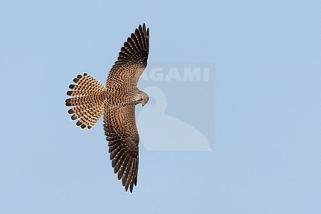 Juvenile Eurasian Kestrel (Falco tinnunculus) in flight. Hovering in mid-air showing topside, looking for prey in Lolland, Denmark. stock-image by Agami/Helge Sorensen,