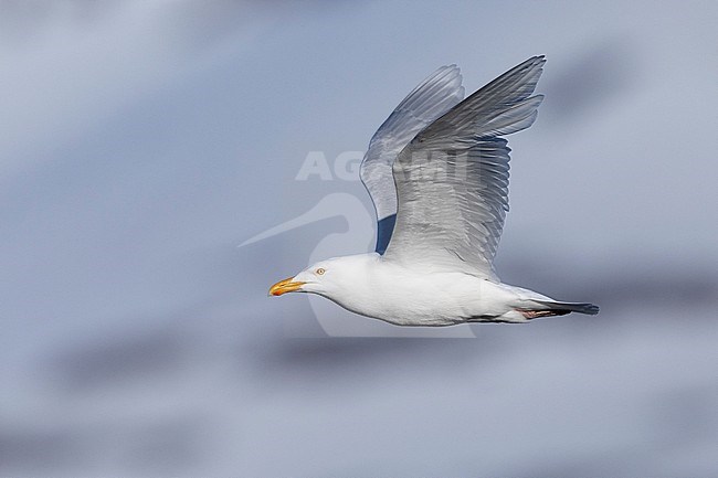 Glaucous Gull (Larus hyperboreus leuceretes), side view of an adult in flight, Western Region, Iceland stock-image by Agami/Saverio Gatto,