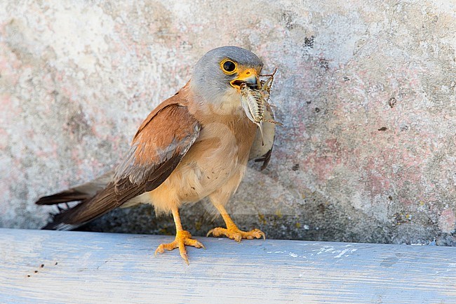 Lesser Kestrel, Adult, Male, Matera, Basilicata, Italy (Falco naumanni) stock-image by Agami/Saverio Gatto,