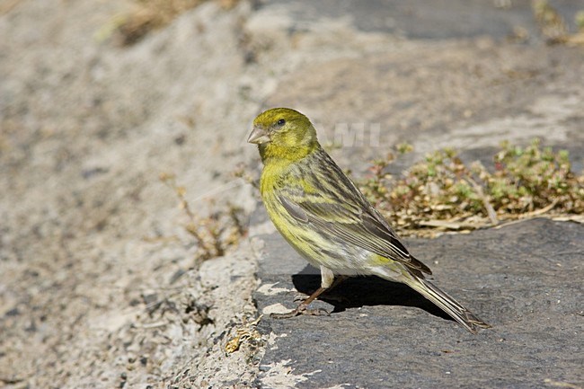 Atlantic Canary male perched on rock; Kanarie man zittend op rots stock-image by Agami/Arnold Meijer,