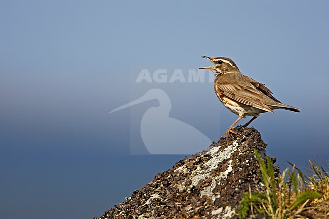 Redwing singing perched on rock; Koperwiek zingend zittend op een rots stock-image by Agami/Markus Varesvuo,