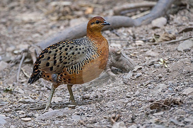 Ferruginous Partridge, Caloperdix oculeus, in Thailand. stock-image by Agami/Pete Morris,